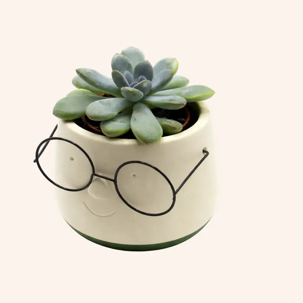 harry potter succulent planter Maceta Mini Suculenta Harry Potter — Floristería Rosgaly