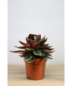 Peperomia caperata
