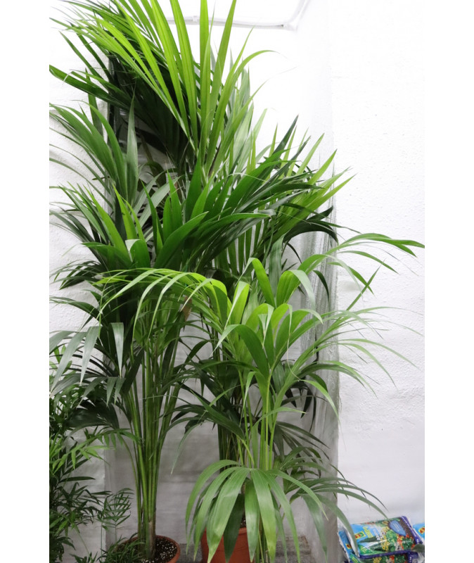 Kentia