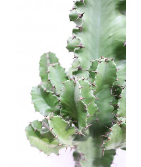 Cactus Euphorbia
