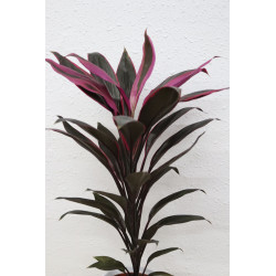 Cordyline
