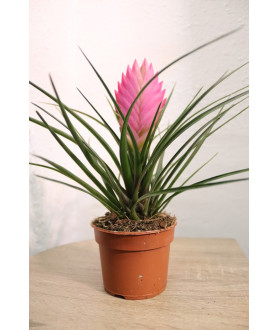 Tillandsia lindenii