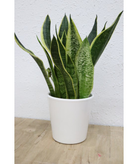 Sansevieria trifasciata