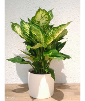 Dieffenbachia Seguine