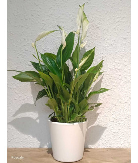 Spathiphyllum o lirio de la...