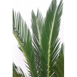 Palmera cyca