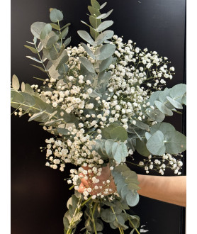 Ram eucalipto i paniculata