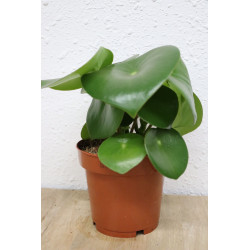 Peperomia polybotrya