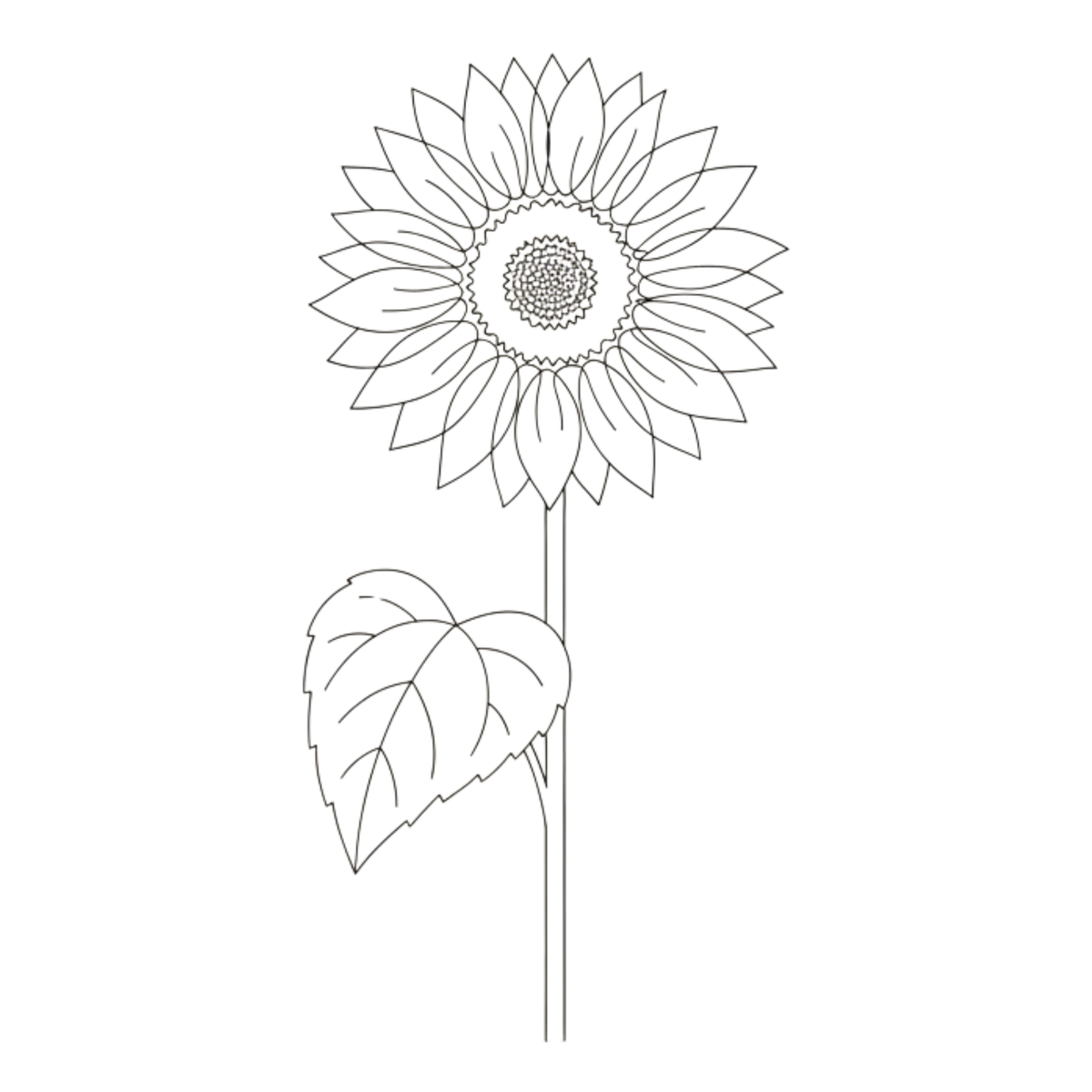 Girasol