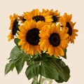 Gira-sol 10 Tiges