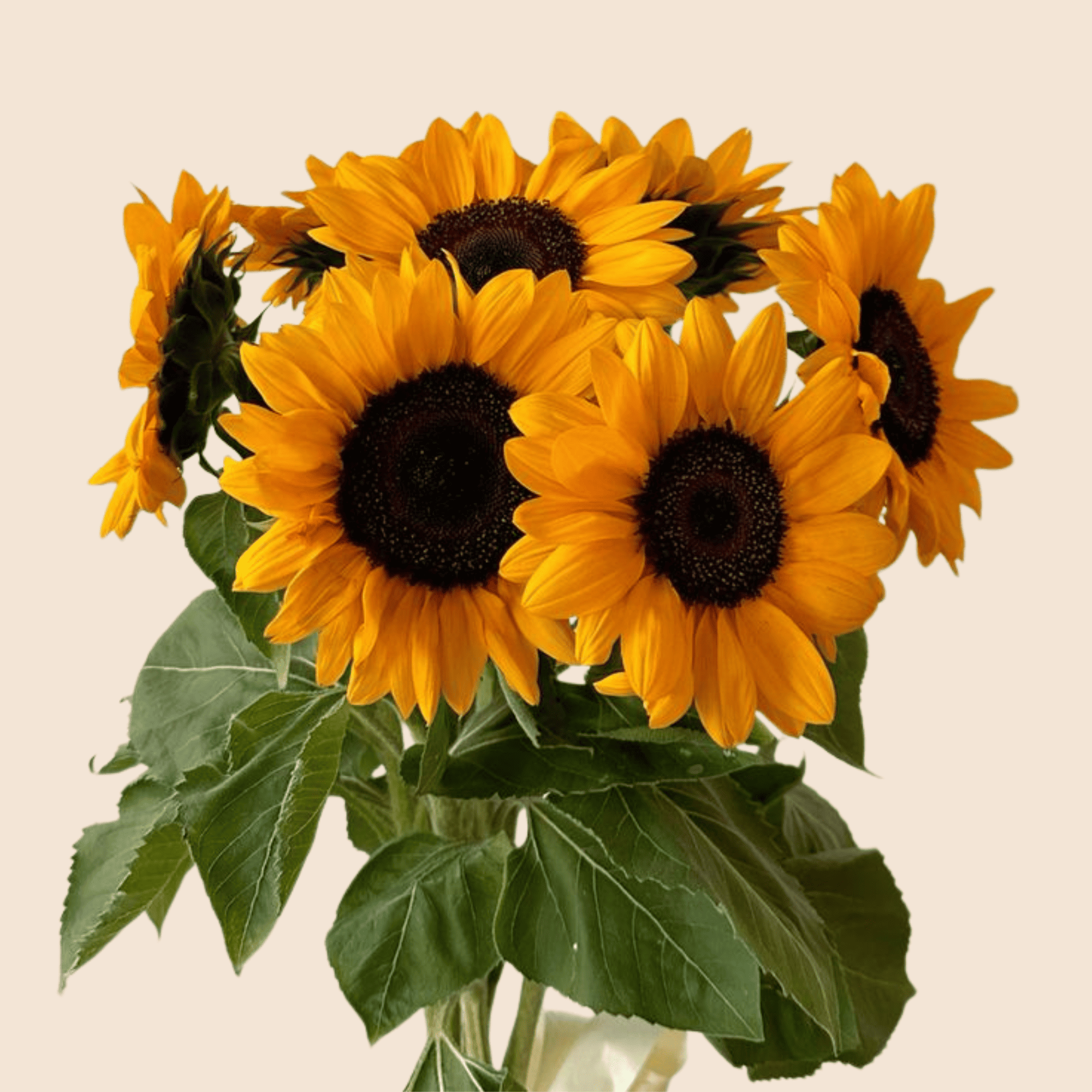 Girasoles 10 Tallos