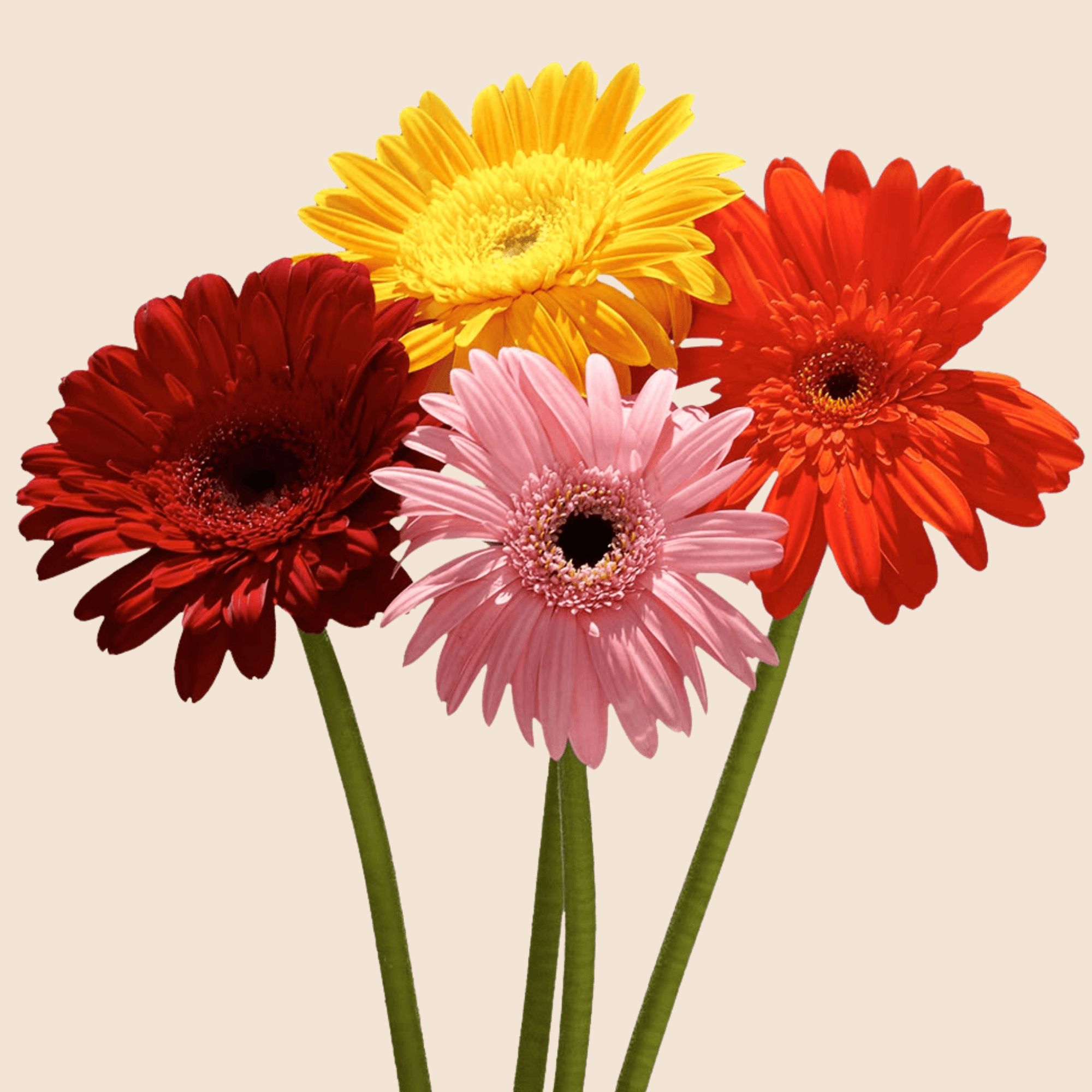 Gerberas