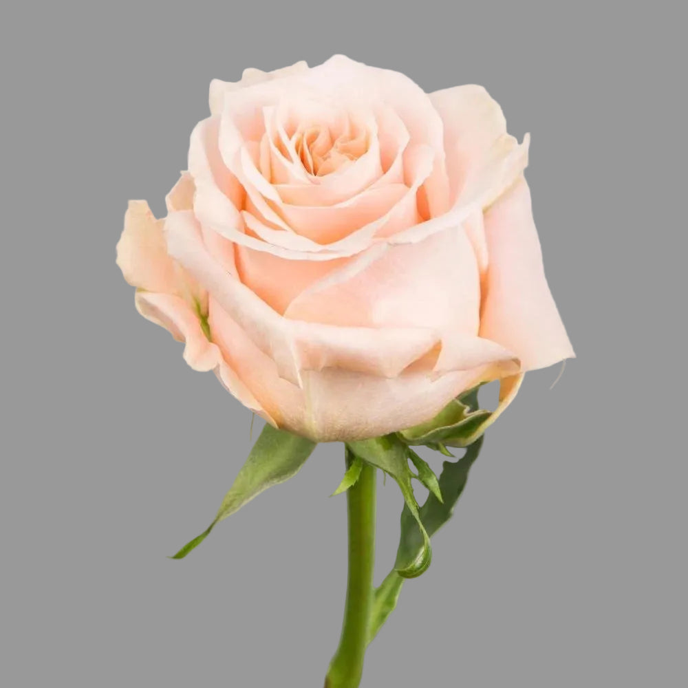 Rosa Crema 12 Tallos