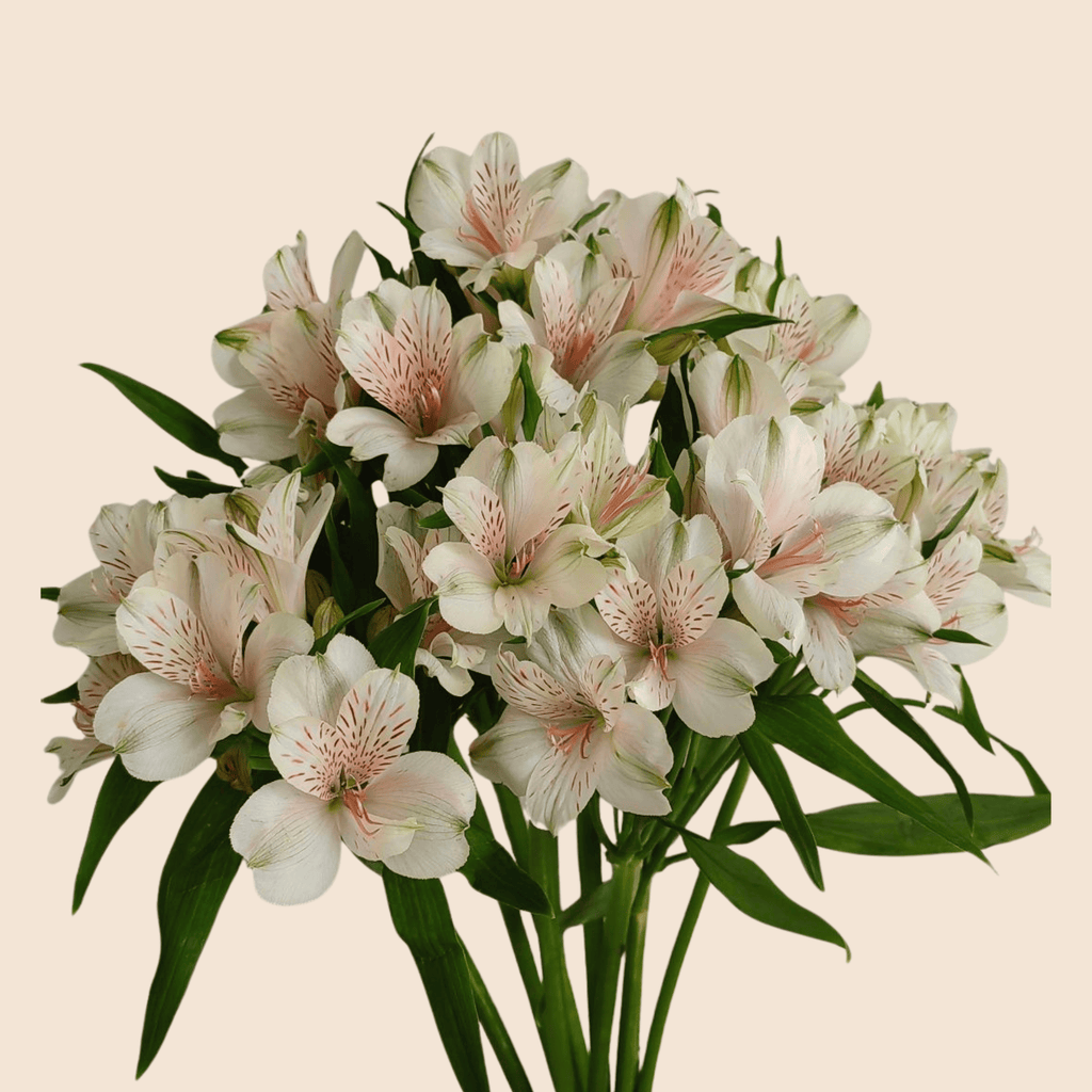 Alstroemeria 10 Tallos
