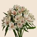 Alstroemeria 10 Tallos