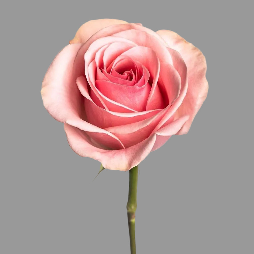 Rosa Rosada 12 Tallos