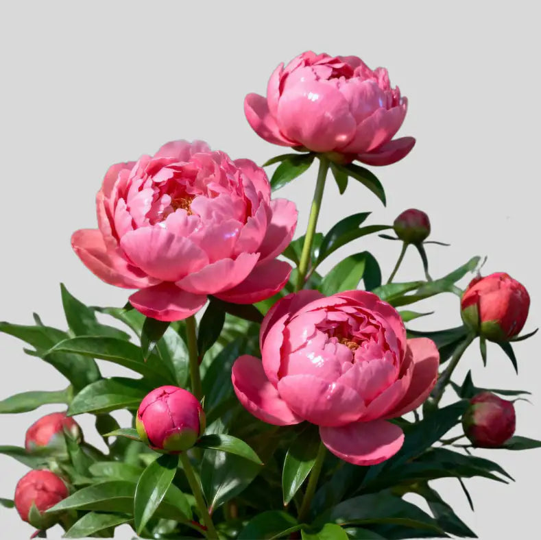 Peonia Rosa 10 Tiges