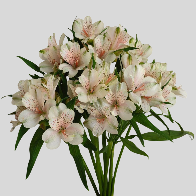 Alstroemeria 10 Tallos