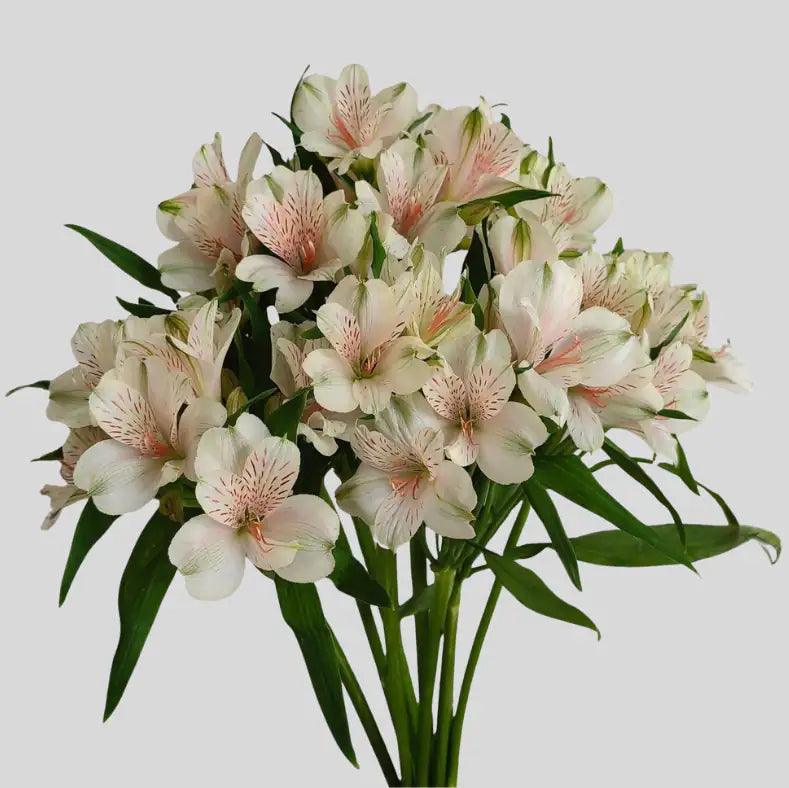 Alstroemeria 10 Tallos
