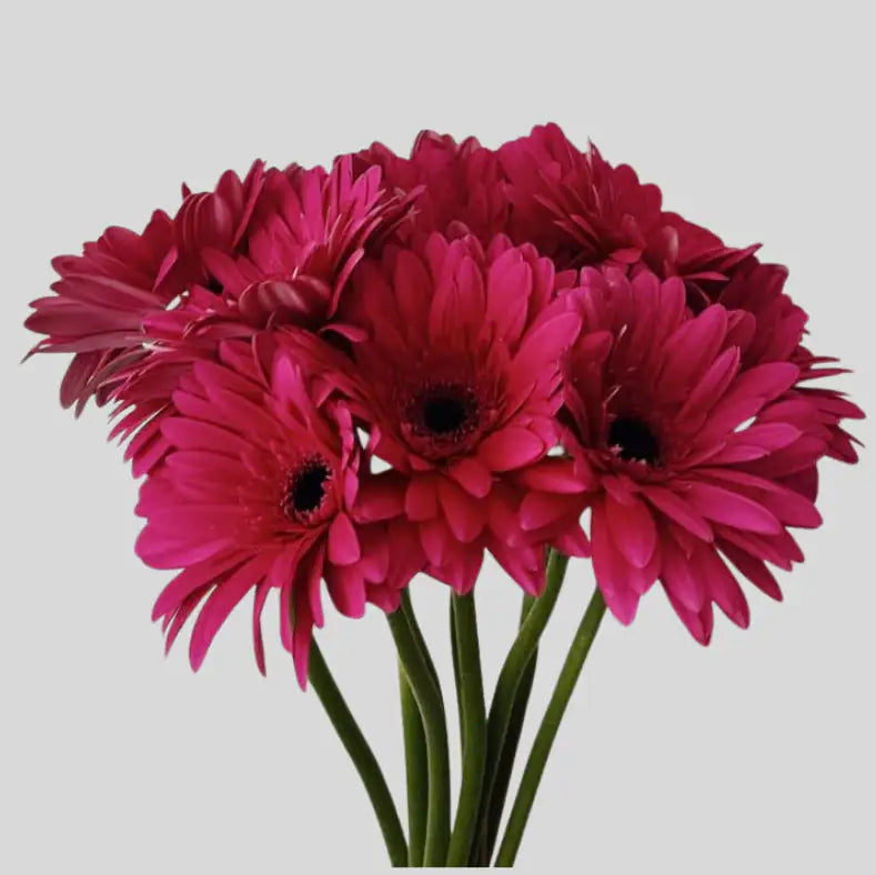 Gerbera Taronja