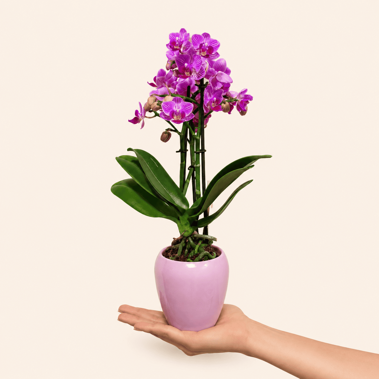 Phalaenopsis Mini Rosada