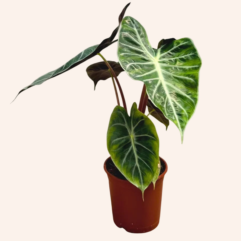 Alocasia Pink Princess