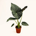 Alocasia Regal