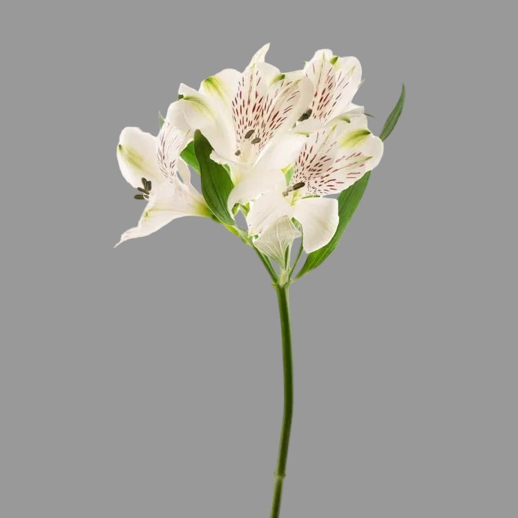 Alstroemeria Blanca 10 Tallos