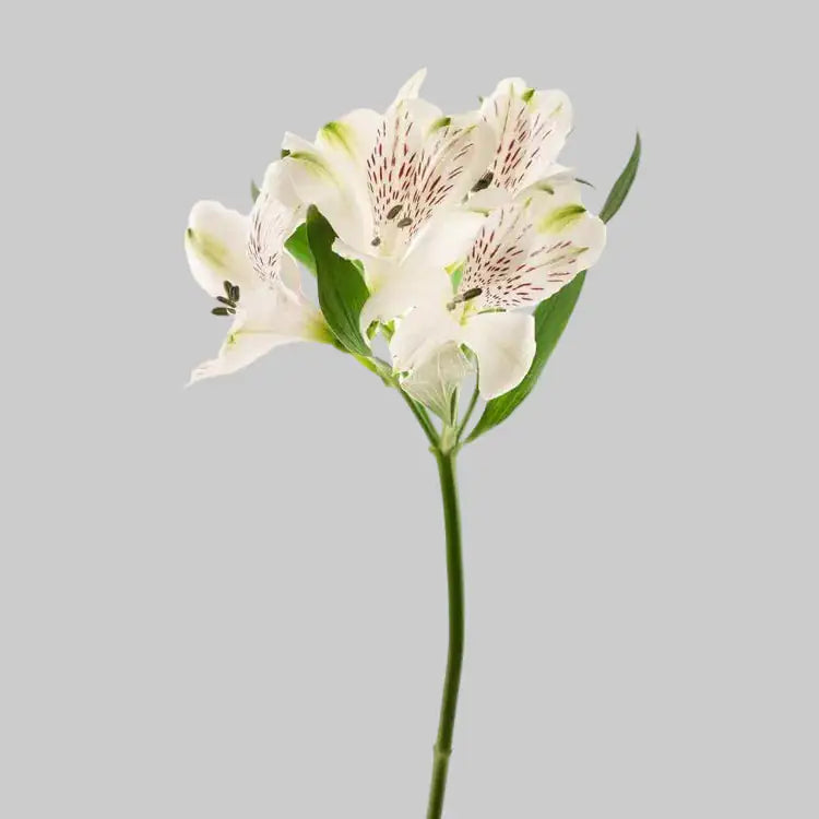 Alstroemeria 10 Tallos