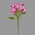 Alstroemeria Fucsia 10 Tallos