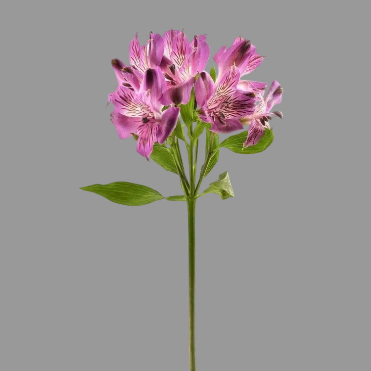 Alstroemeria Fucsia 10 Tallos
