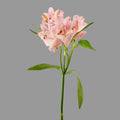 Alstroemeria Rosada 10 Tallos