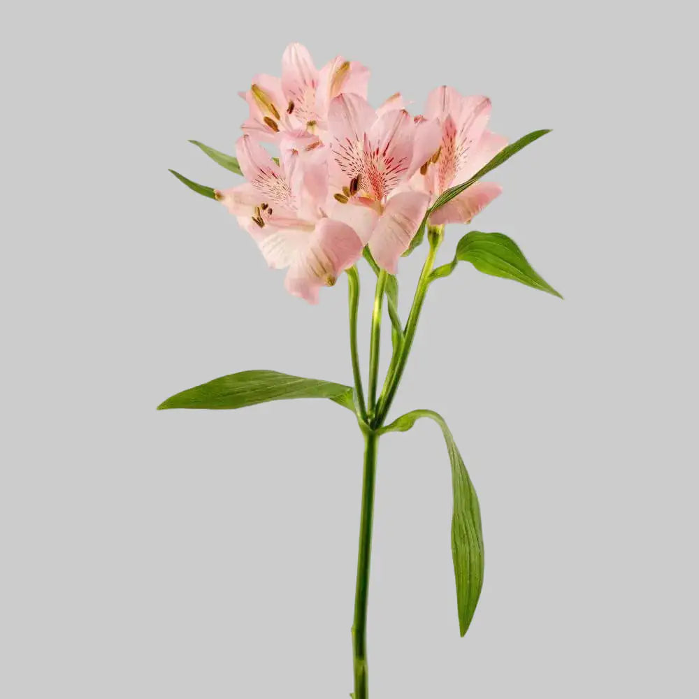 Alstroemeria 10 Tallos