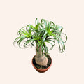 Beaucarnea Recurvata