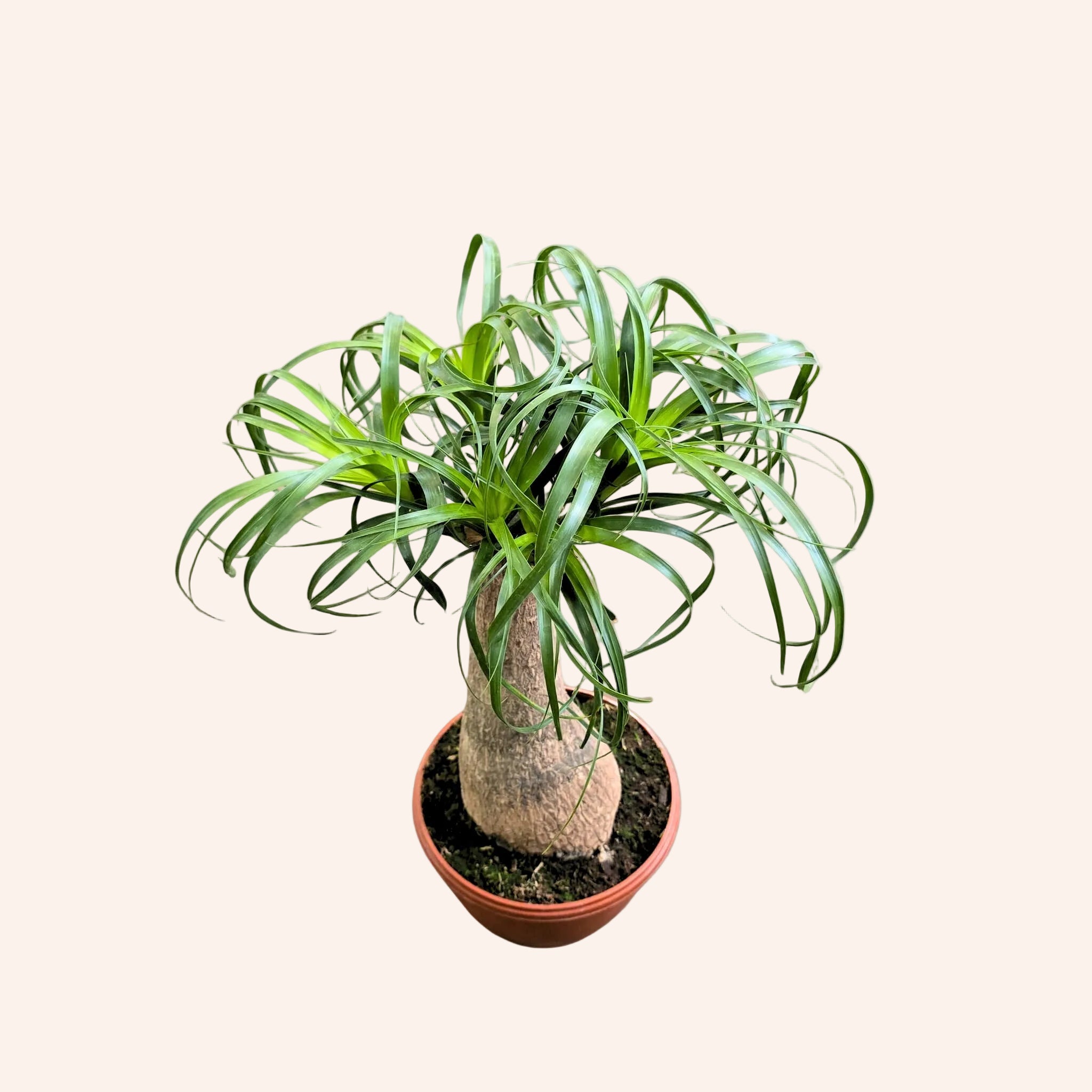 Beaucarnea Recurvata
