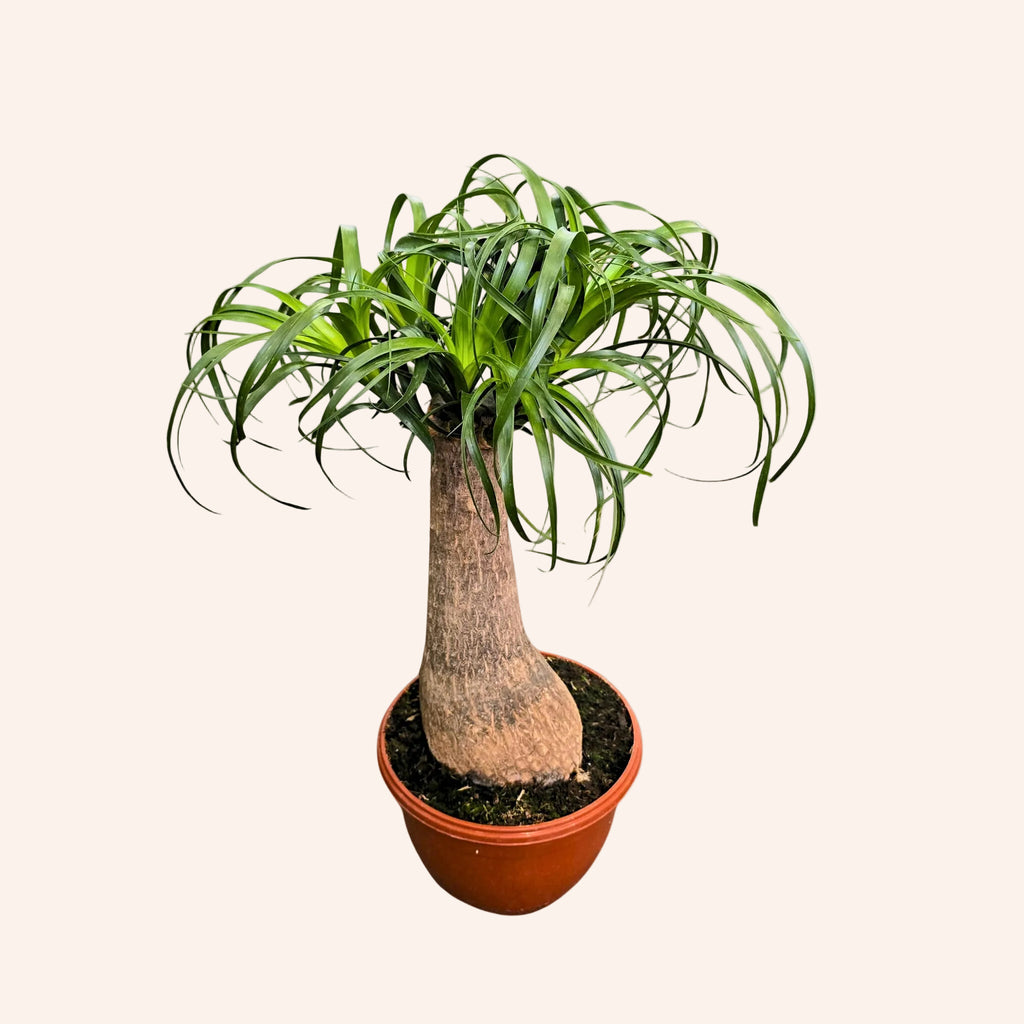 Beaucarnea Recurvata
