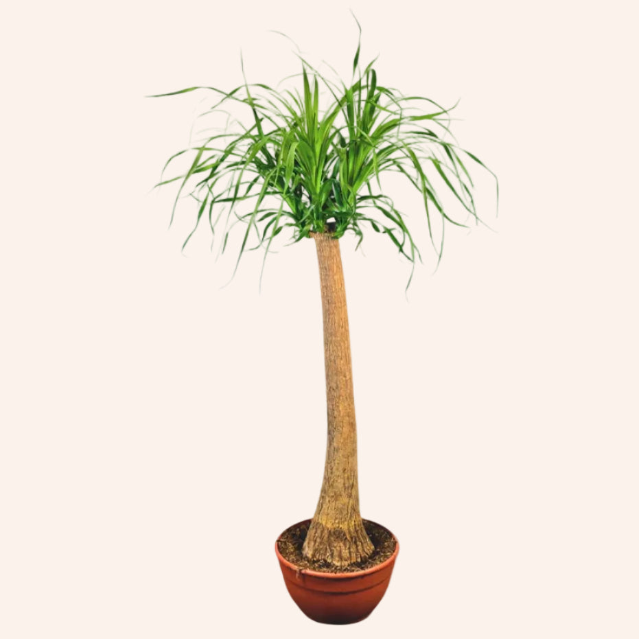 Beaucarnea Recurvata (Pata de elefante / Cola de caballo — 90 cm tronco)