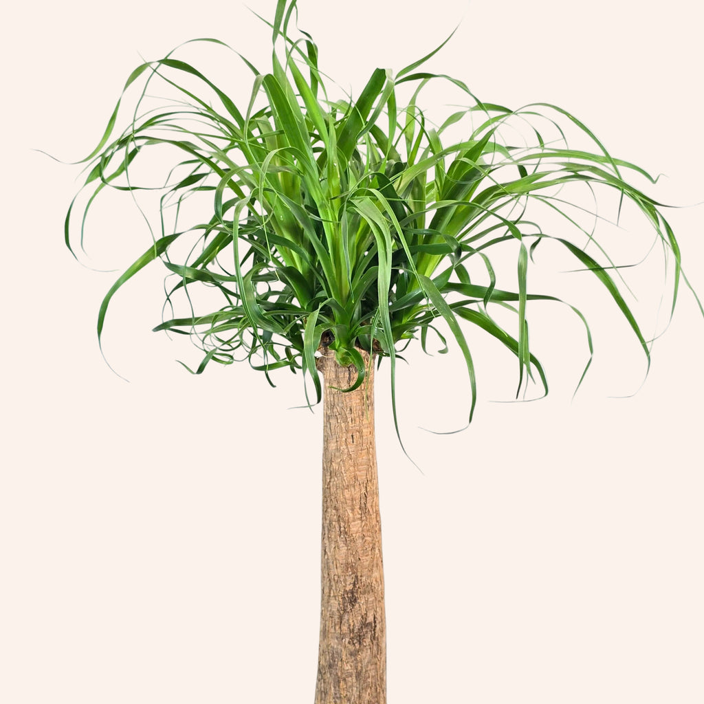 Beaucarnea Recurvata (Pata de elefante / Cola de caballo — 90 cm tronco)