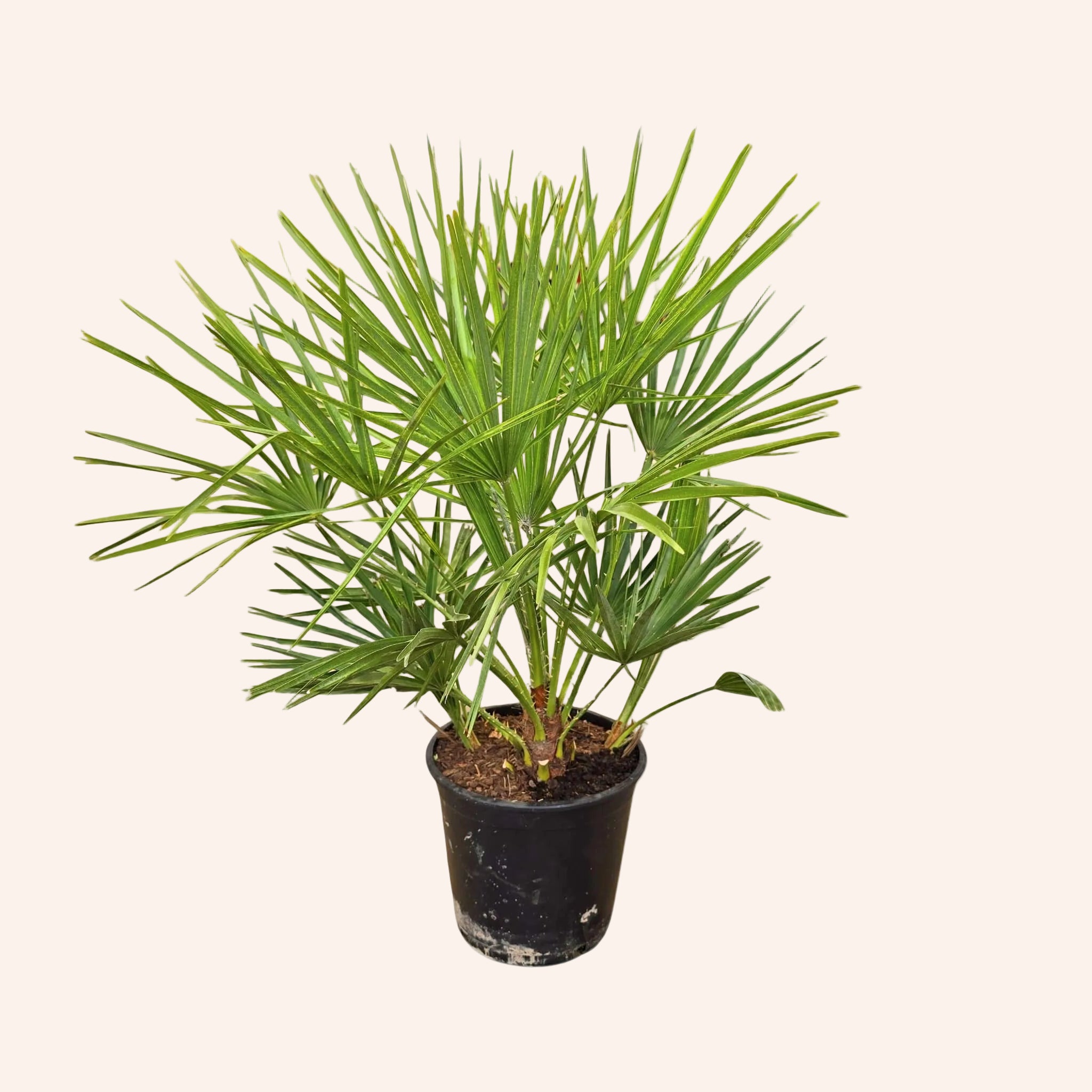 Chamaerops Humilis (Palmito / Palmera enana)