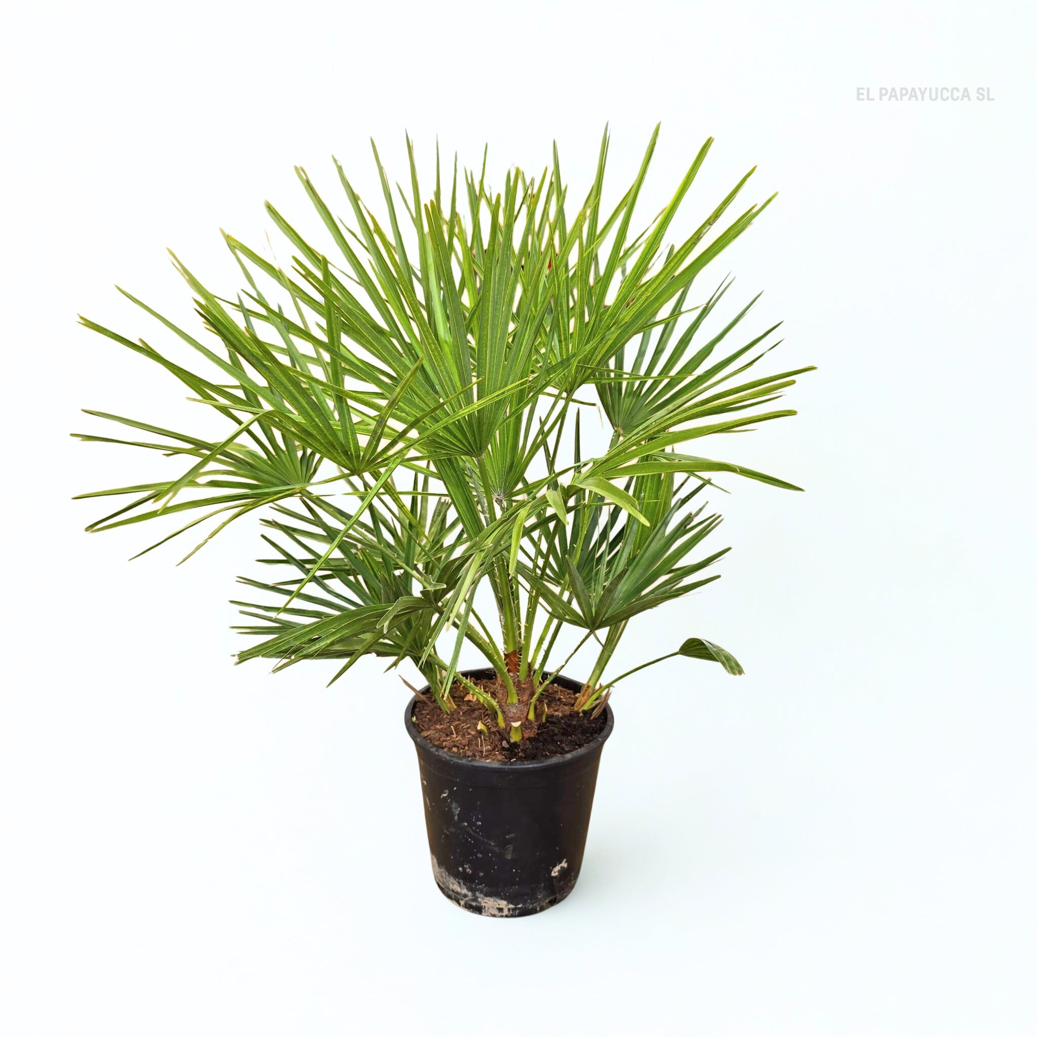 Chamaerops Humilis (Palmito / Palmera enana)