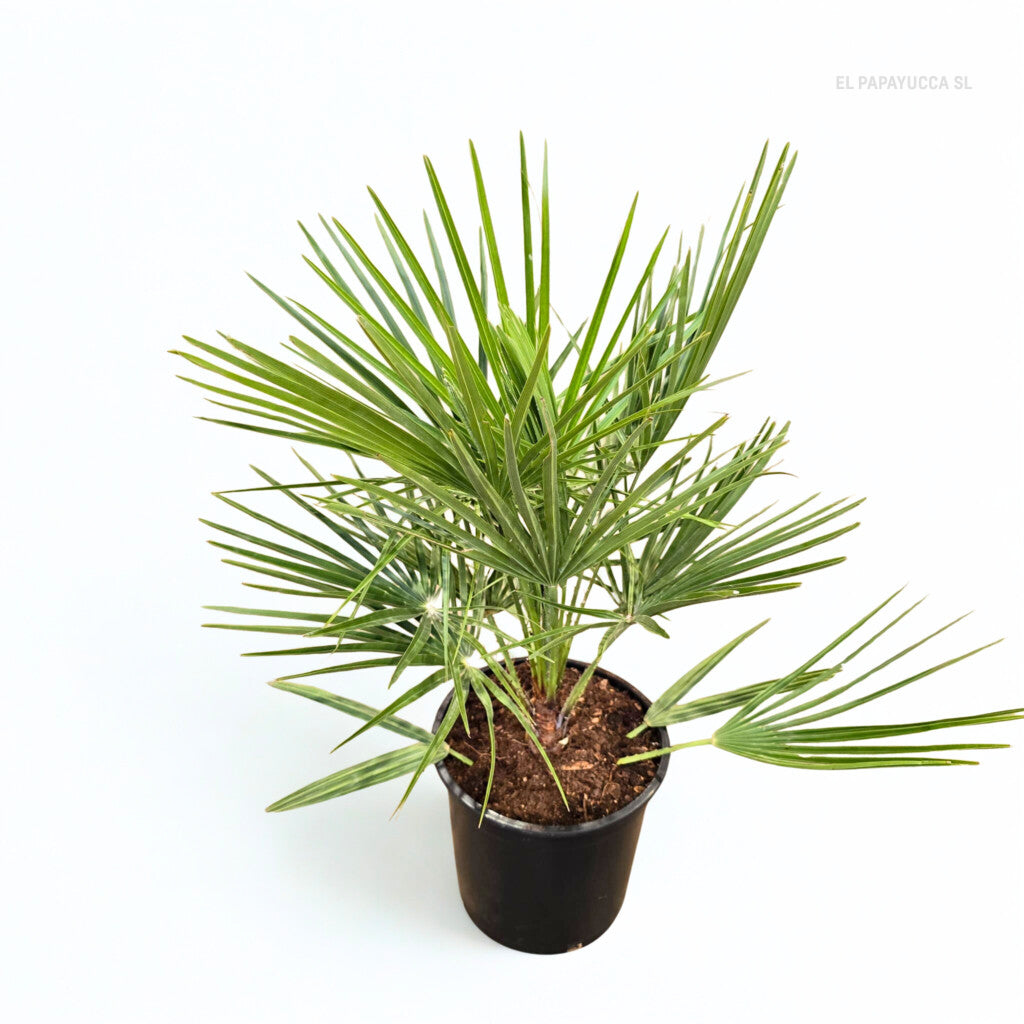 Chamaerops Humilis (Palmito / Palmera enana)