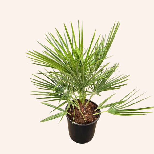Chamaerops Humilis (Palmito / Palmera enana)