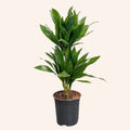 Dracena Fragans Compacta (Green Jewel)