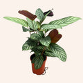 Ctenanthe Oppenheimiana
