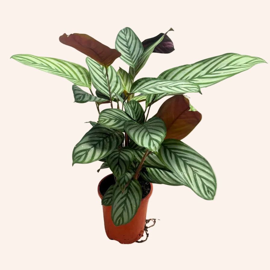 Ctenanthe Oppenheimiana