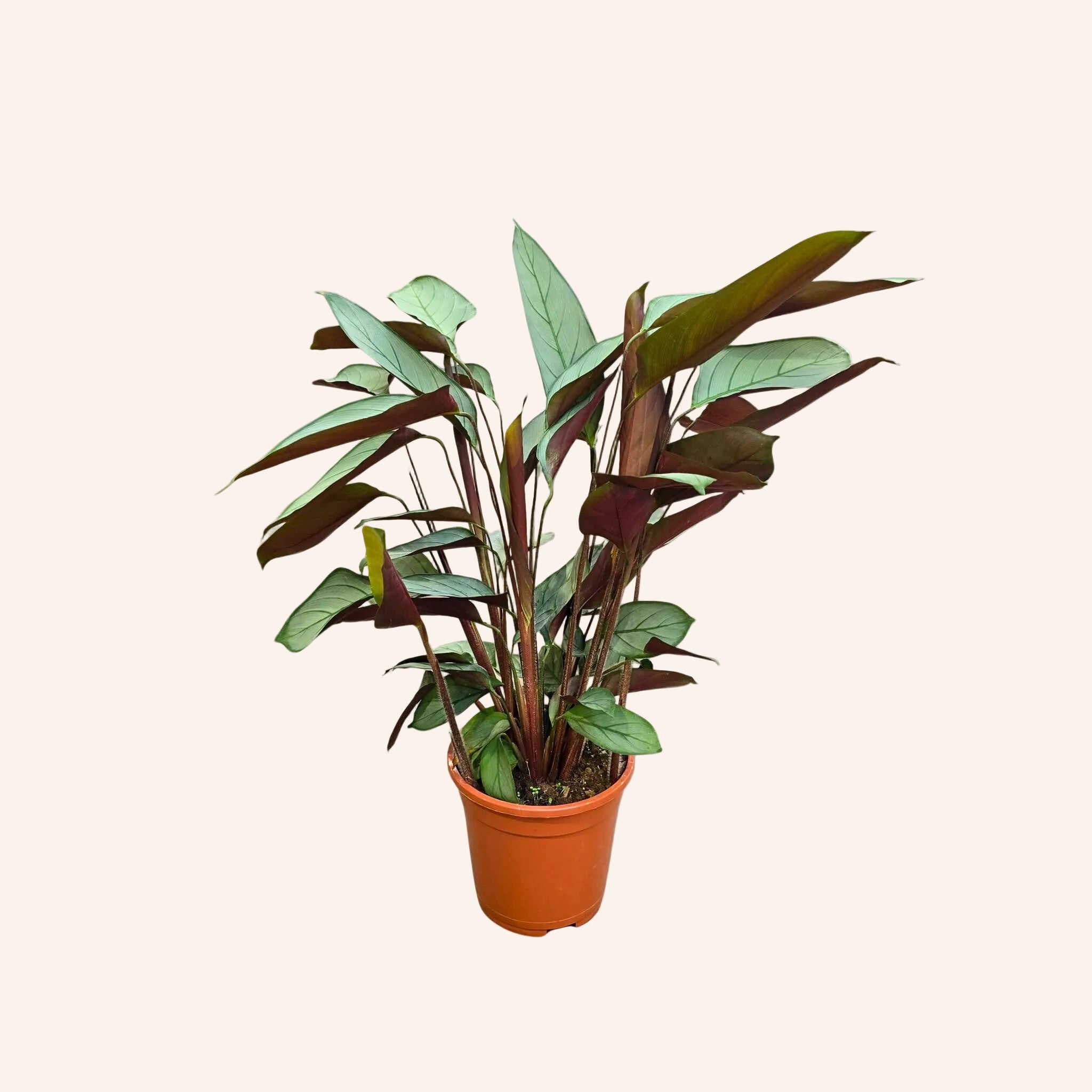 Ctenanthe Setosa