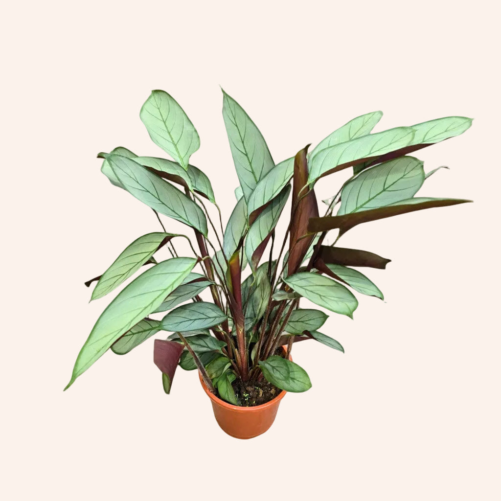 Ctenanthe Setosa