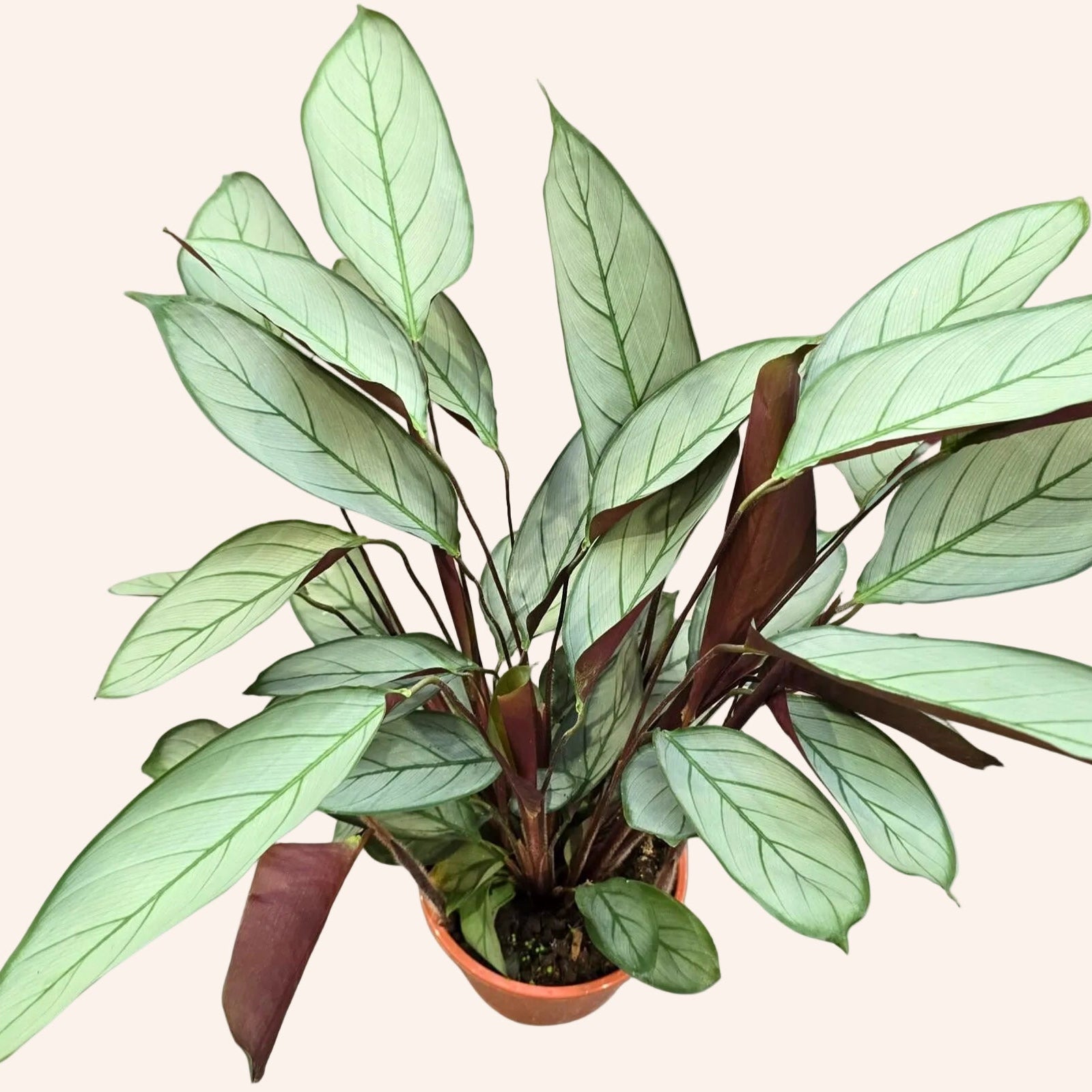 Ctenanthe Setosa