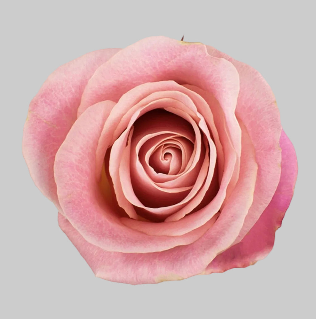 Rosa Rosada 12 Tallos