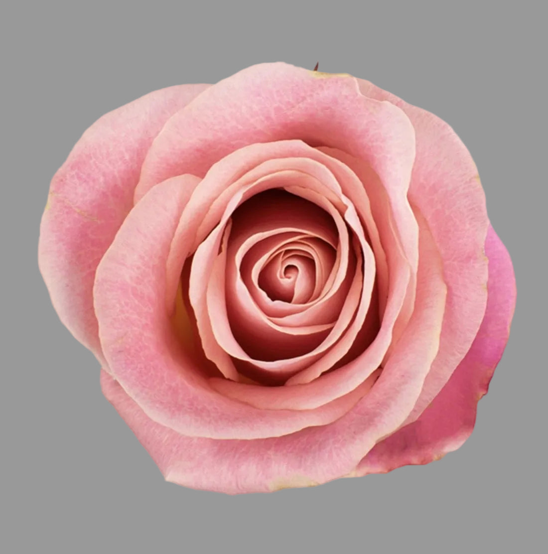 Rosa Rosada 12 Tallos